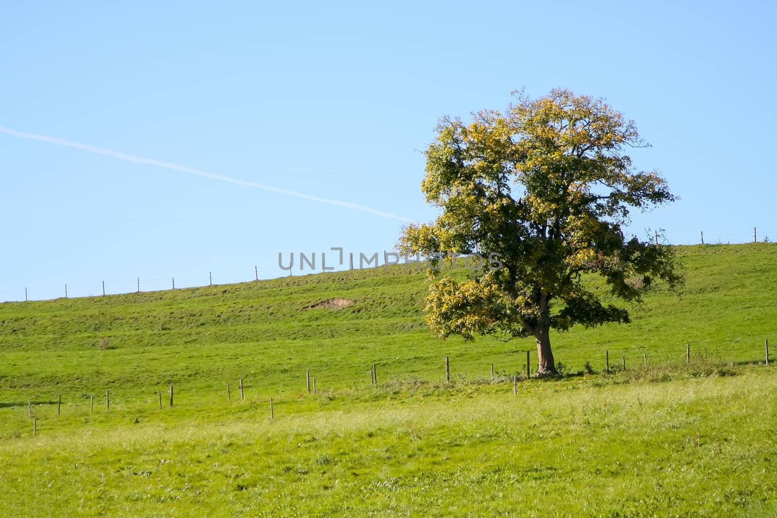 A photography of an autumn tree meadow background
