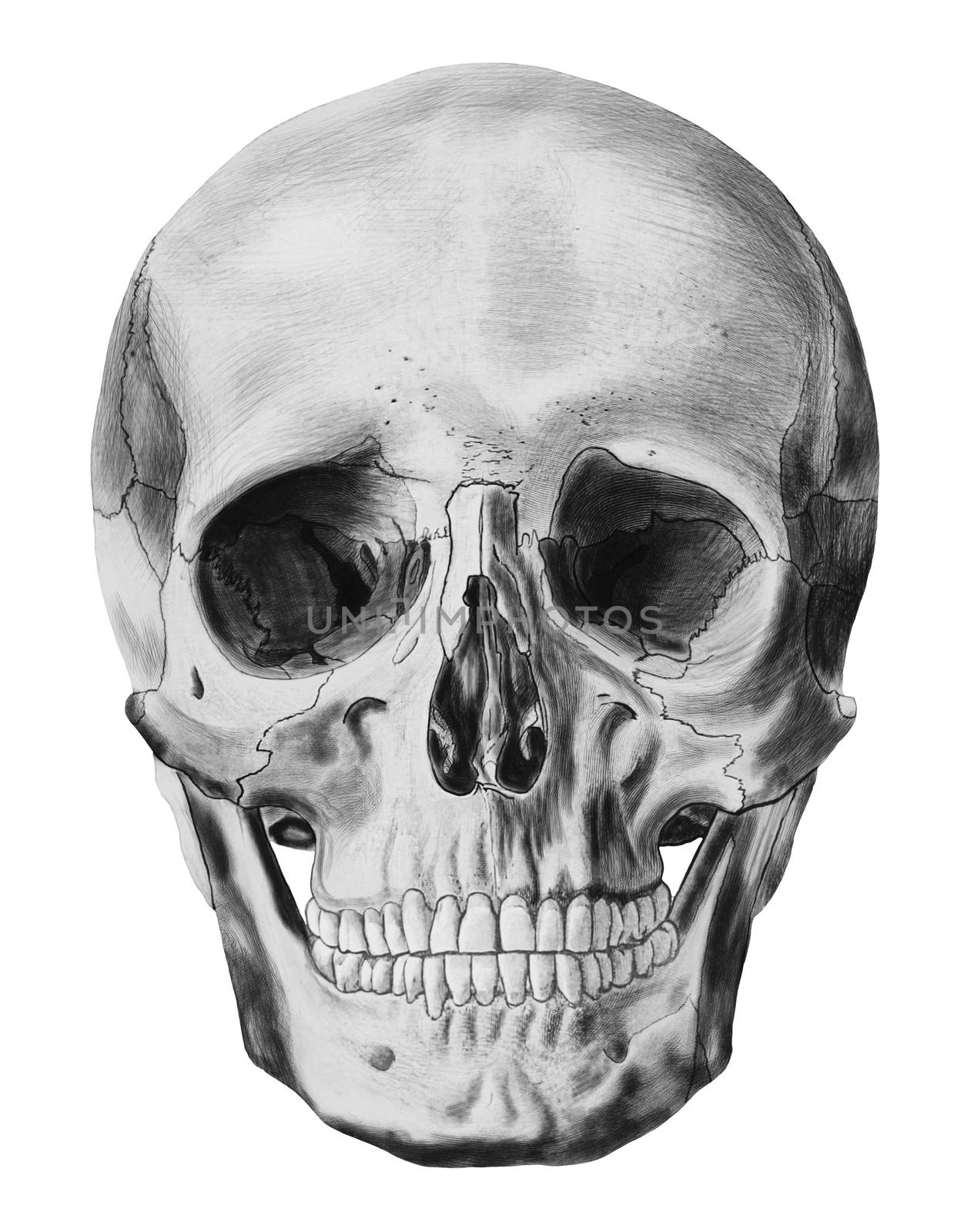 Skull isolated on white background by dani3315