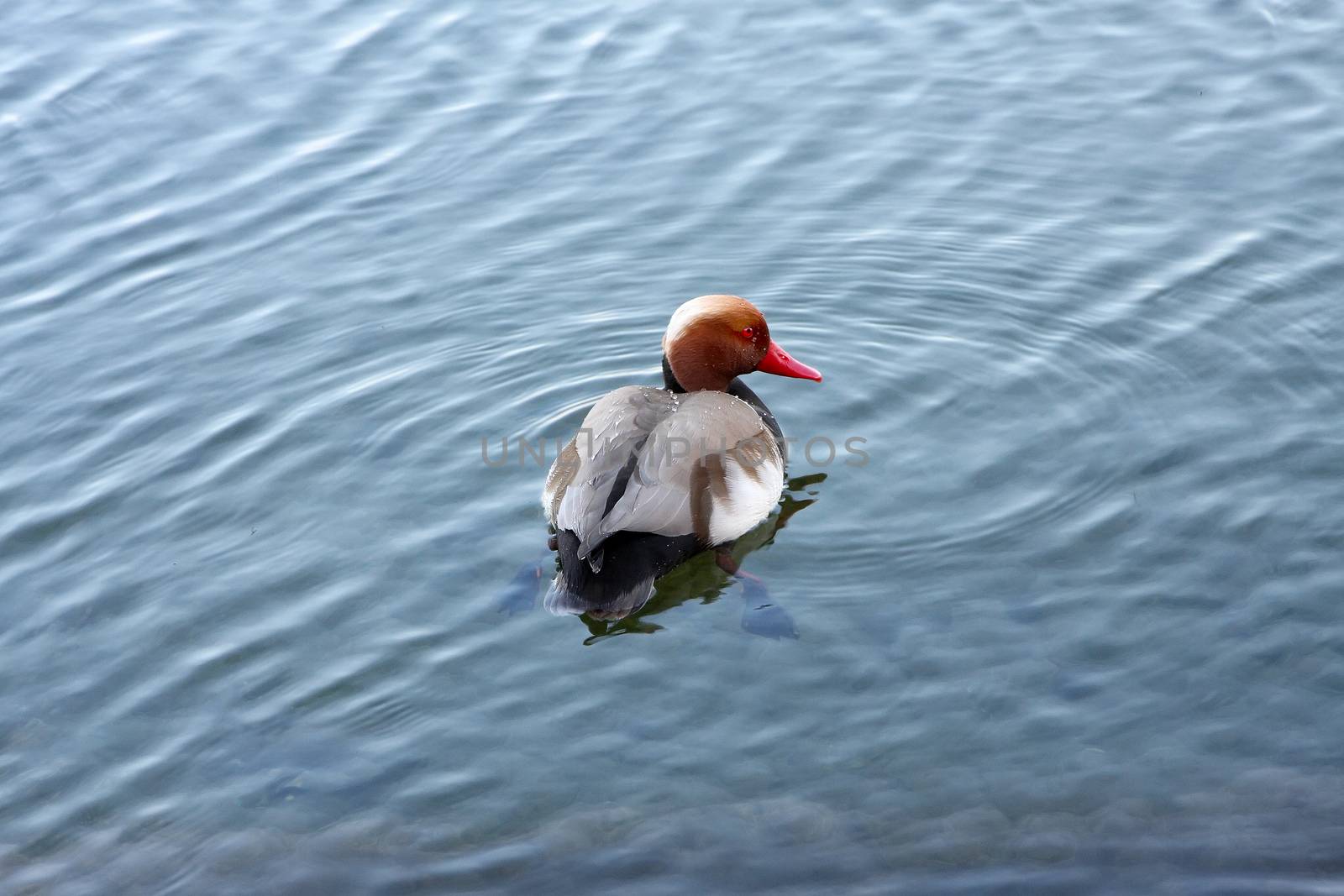 An image of a nice duck in the water