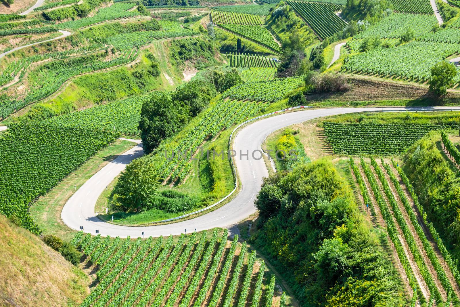 vineyard scenery at Kaiserstuhl Germany by magann
