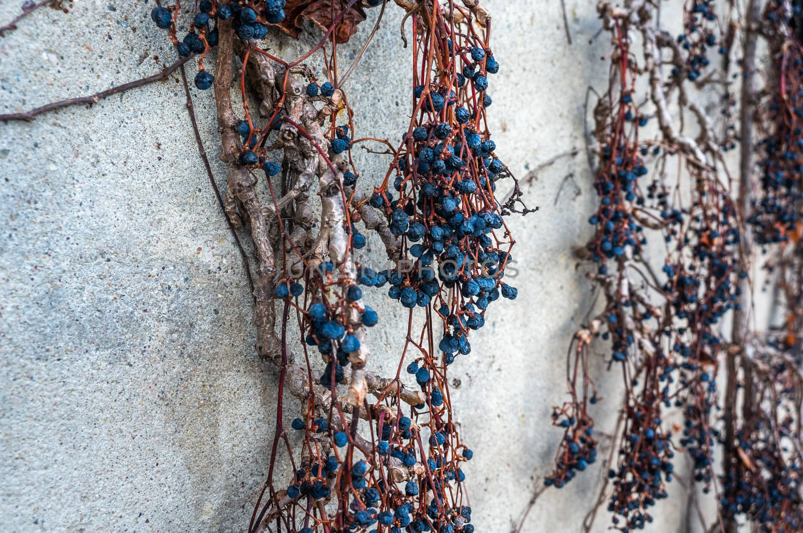 Dried vibrant blue grapes on brown and orange vines against a light grey concrete wall. Macrophotography with blurred background shot in daylight.