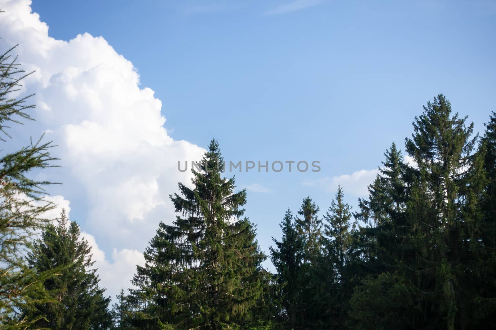 An image of fir trees blue sky with clouds background