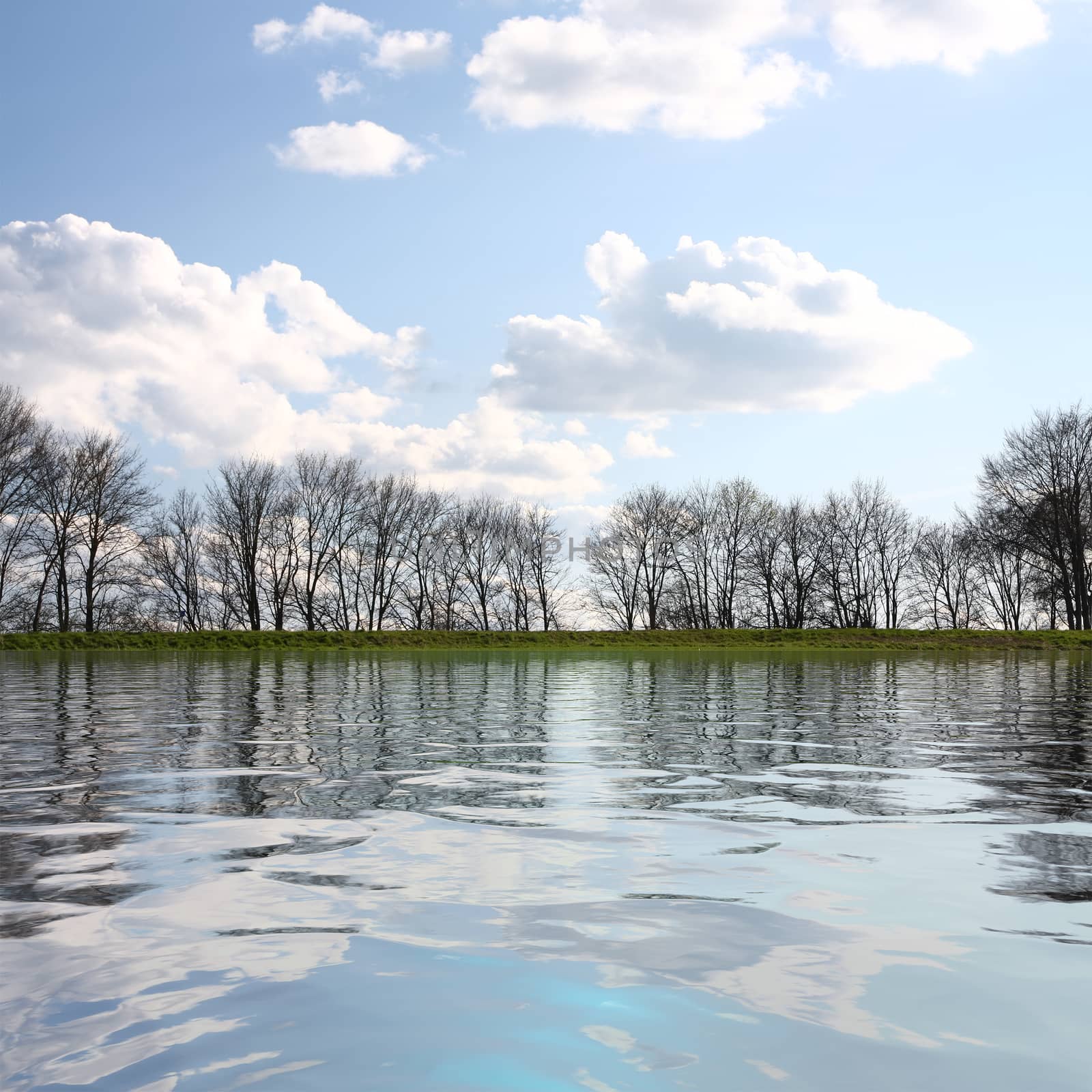 An image of some trees at the lake