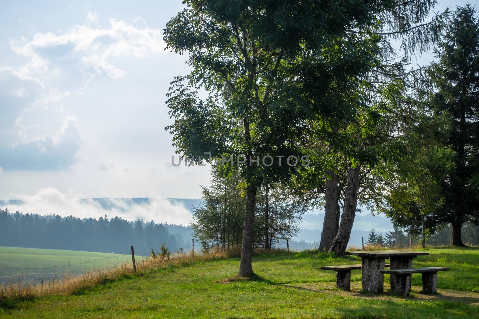 misty landscape with trees by magann