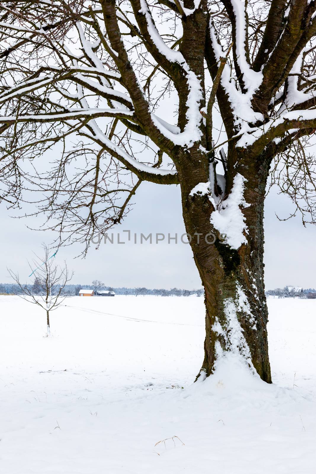 An image of a nice winter trees
