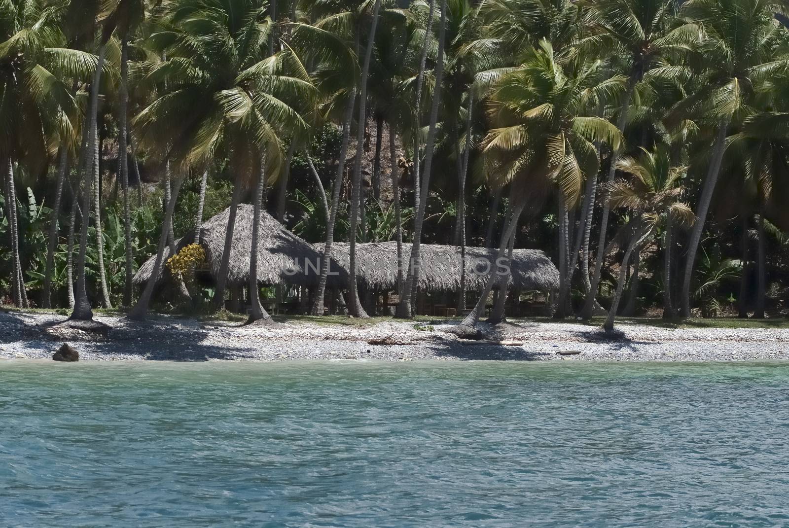 Palm trees on a beach in Samana, Dominica