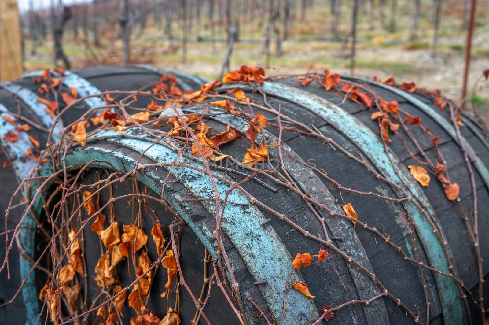 Macro photo of vibrant orange dry leaves growing on vines over vintage wine barrels with peeled off blue paint on the brass. Blurred background showing St. Claires vineyard in Troja, Prague. Fall season themed shot in daylight
