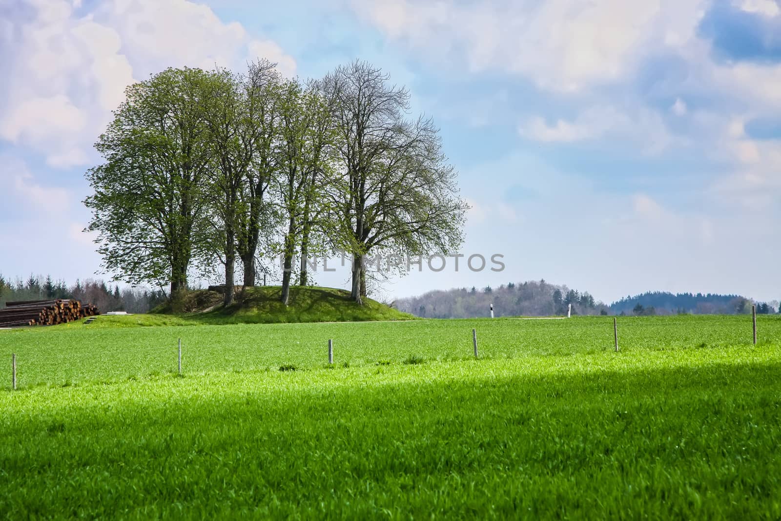 leafless bush in the green meadow by magann