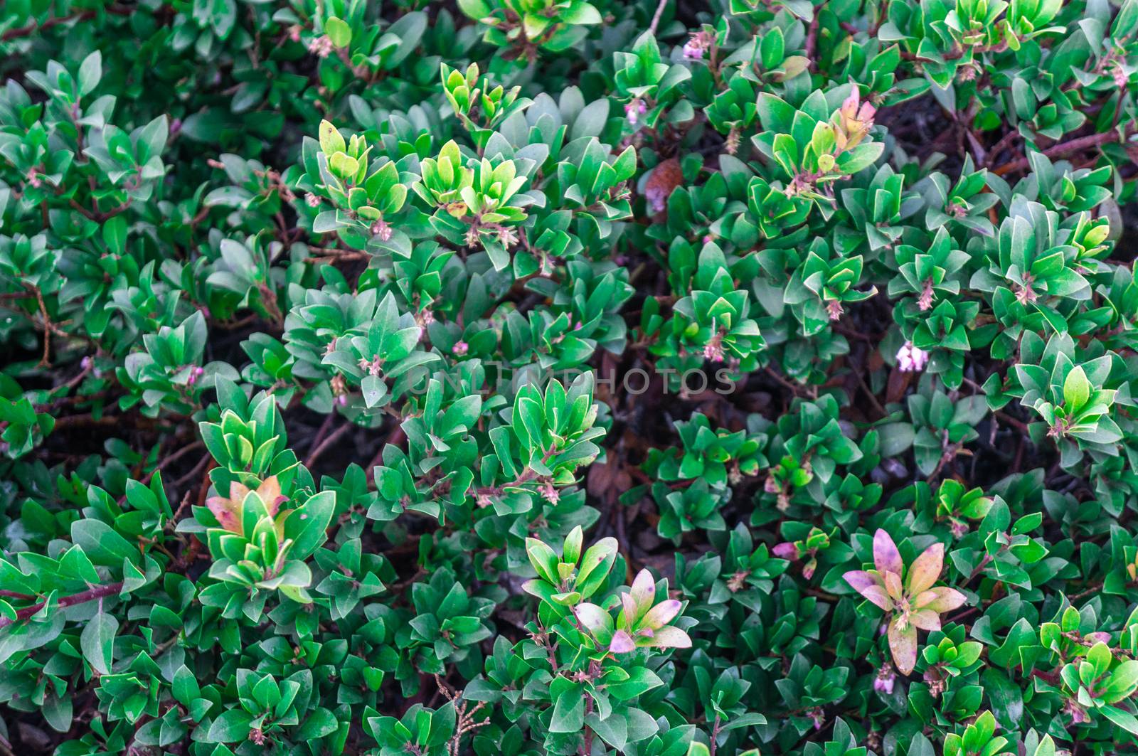 North American bright green small shrub background. Pink tones and small pink flowers out of focus in spring theme with bright sunlight. Happy and romantic concept.