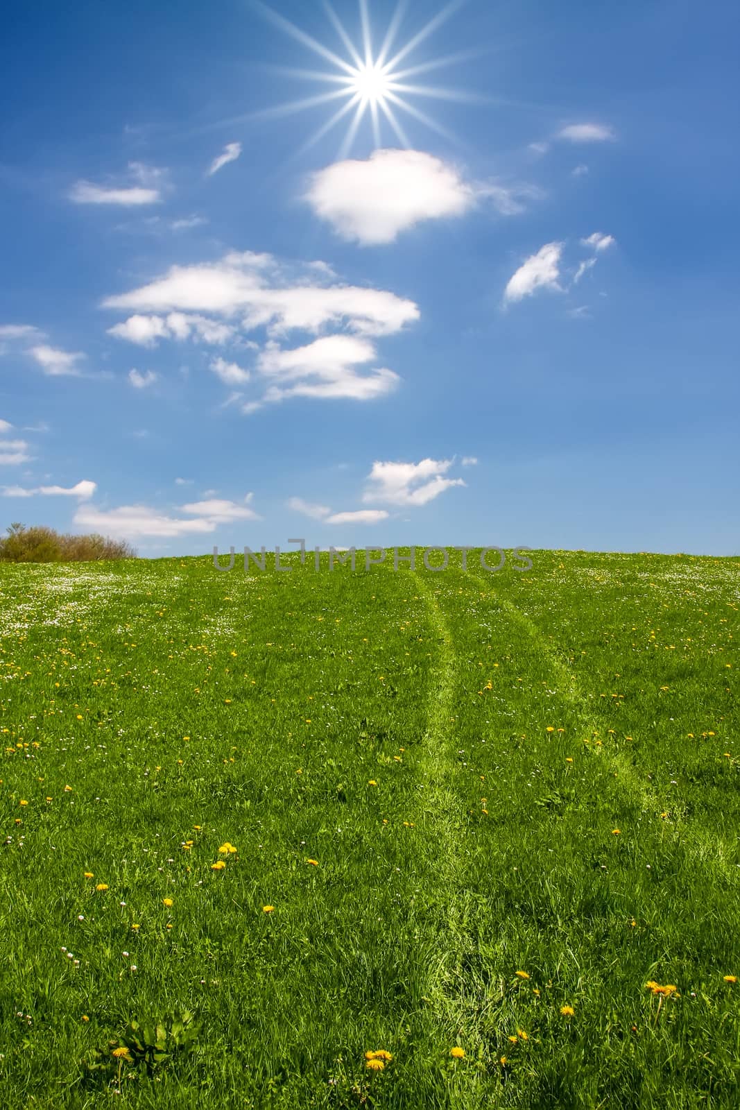 An image of some tracks in the grass