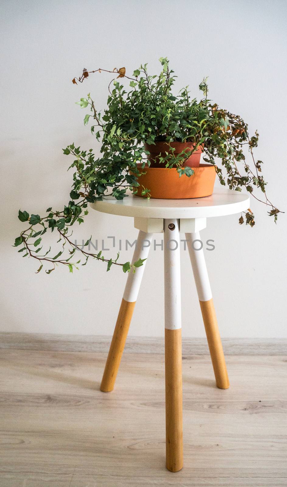Cold green small leaves on climbing house plant in orange clay pot on white and wooden coloured side table. Green plant on white background for scandinavian minimalist concept and home urban gardening.