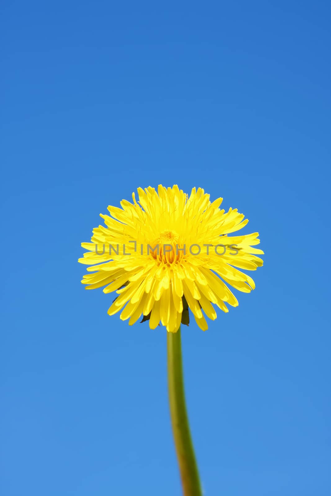 An image of a sweet dandelion in the blue sky background
