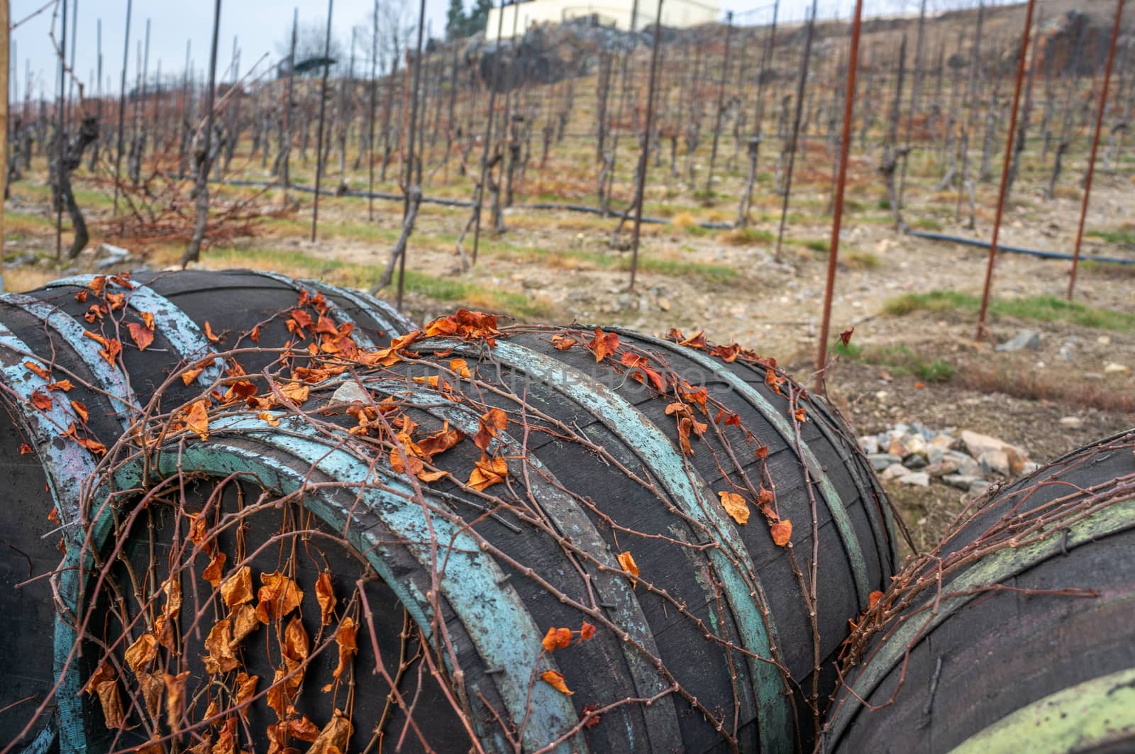 Hilly vineyard background with focus on the orange vibrant dry leaves climing on vintage wine barrels in St. Claires vineayrd Prague. Bright daylight and fall season concept.