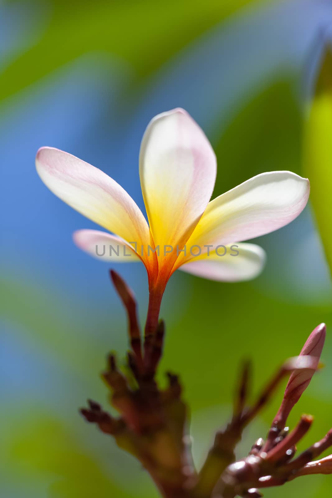 white and yellow frangipani flower by magann