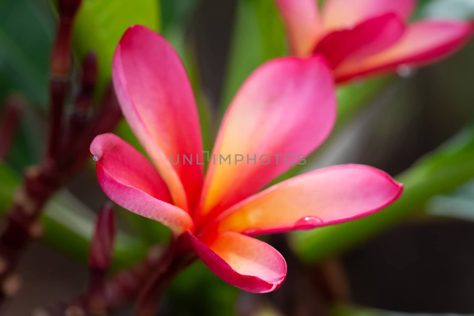 An image of a pink frangipani flower