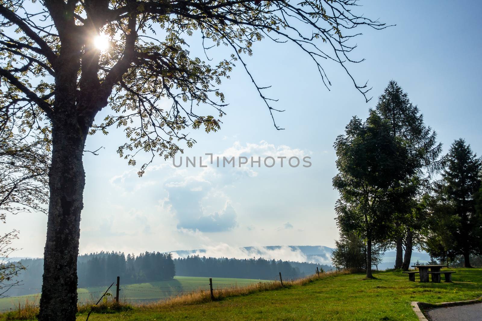 misty landscape with sunshine through trees by magann