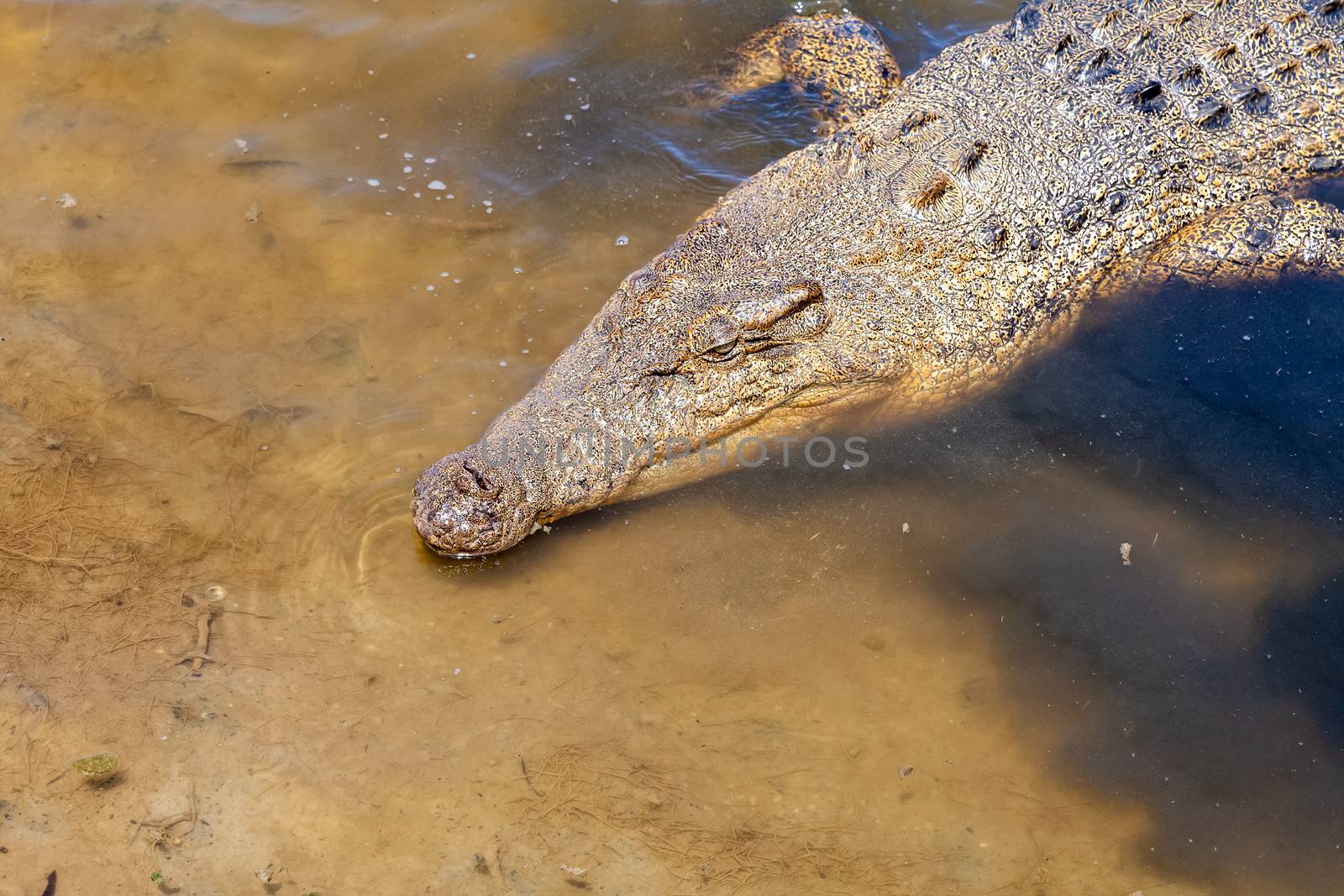 crocodile Australia by magann