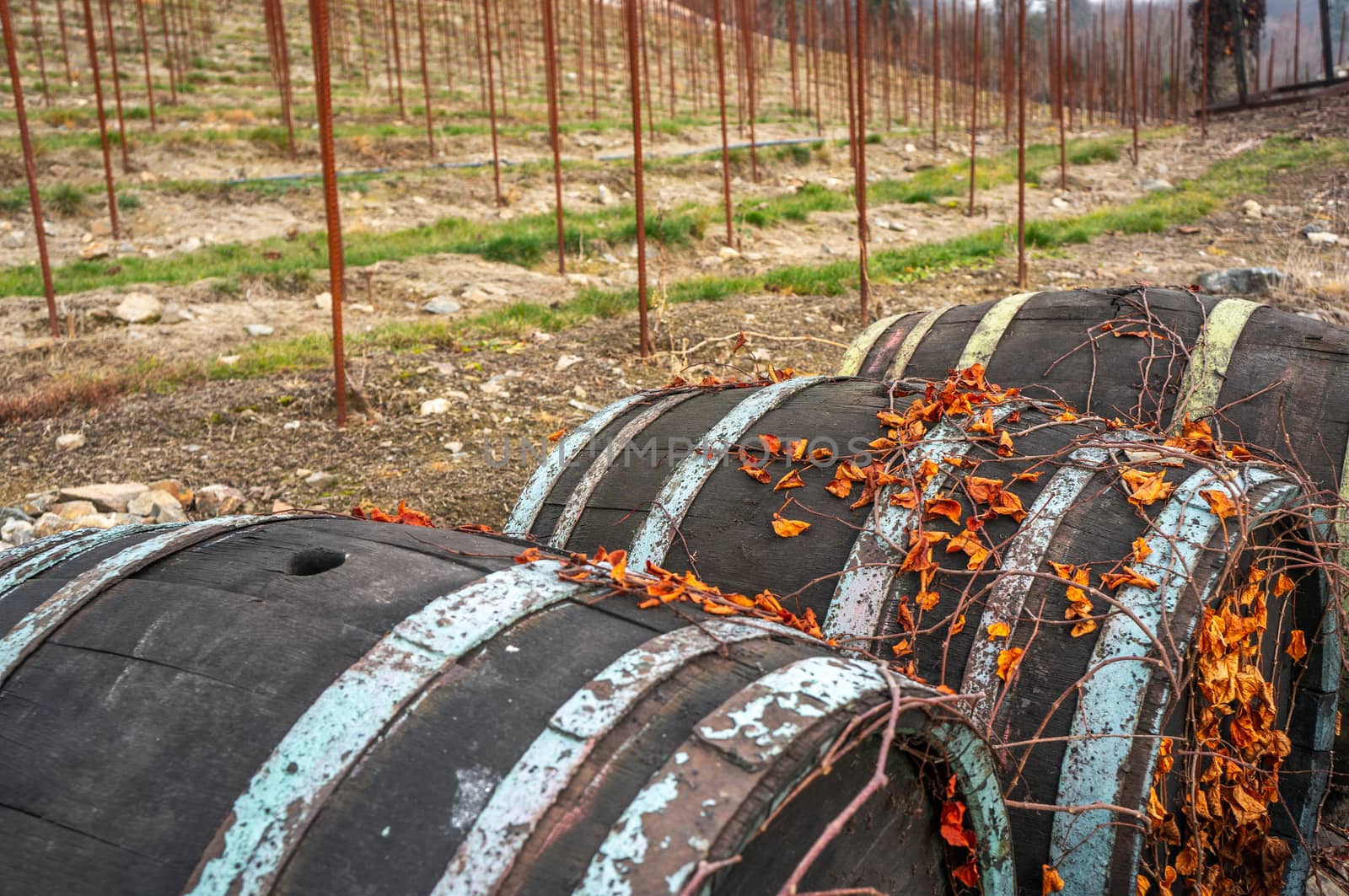 Dry orange leaves climbing on vintage wine barrels in Prague botanical gardens in Troja during fall season. Vibrant colors and grape vine field in the background up toward hills.