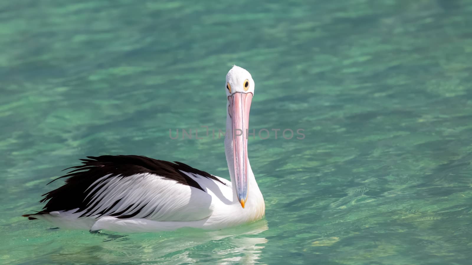 An image of a nice pelican in the australian sea