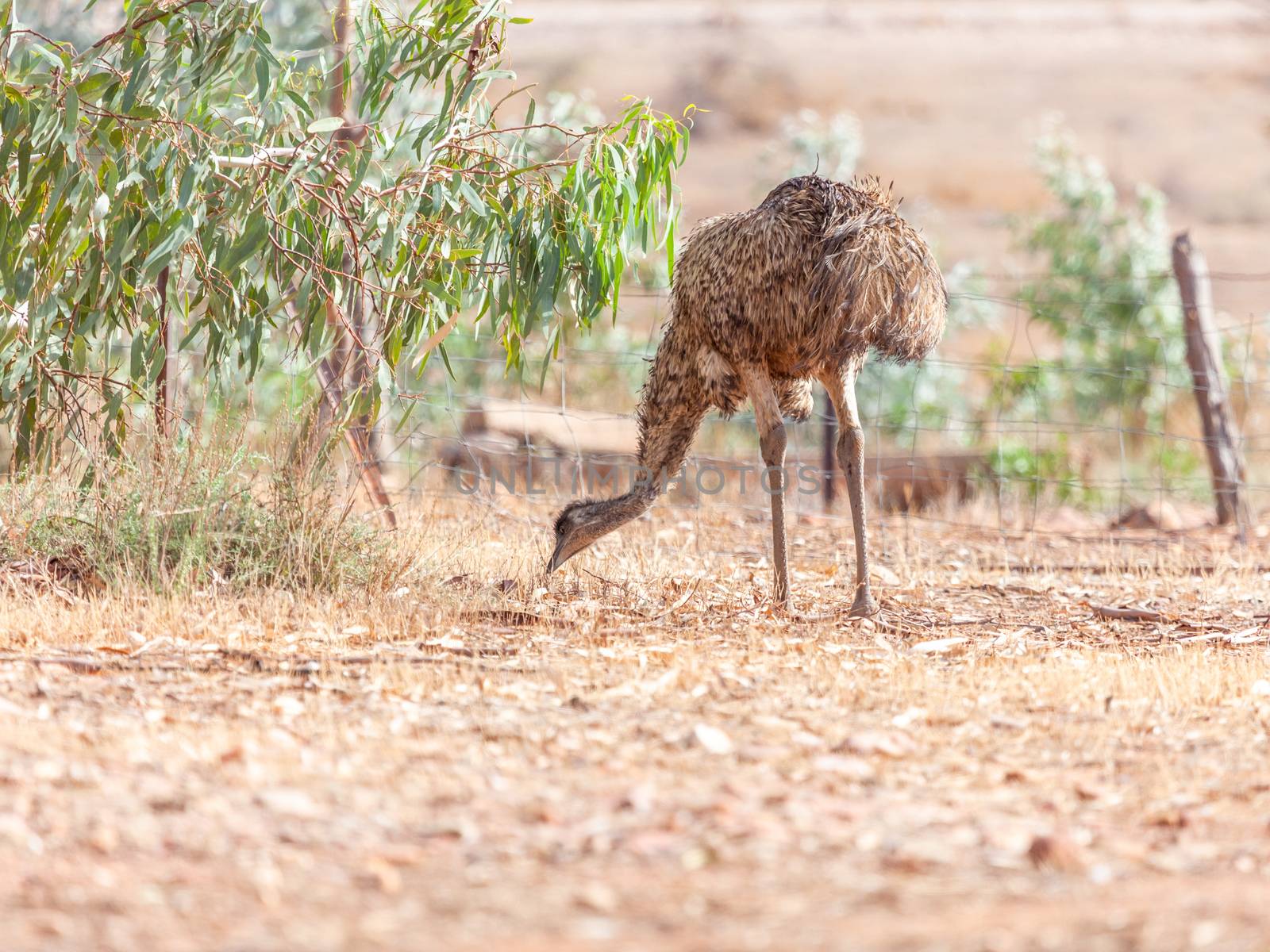 An image of an Emu Bird in Australia