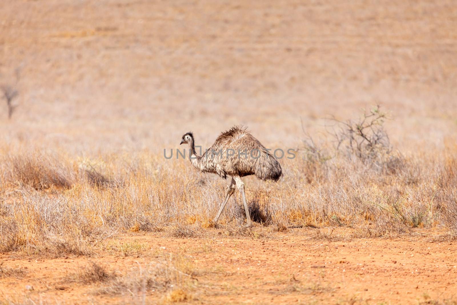 Emu Bird in Australia by magann