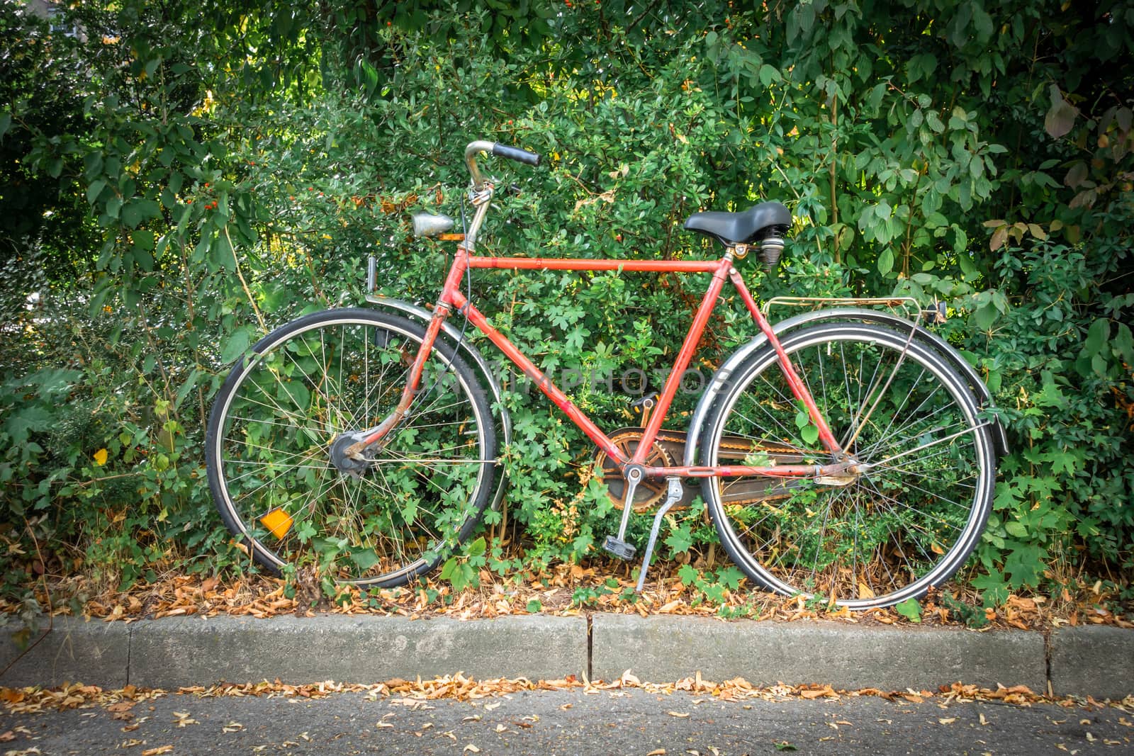An image of an old bicycle in a hedge