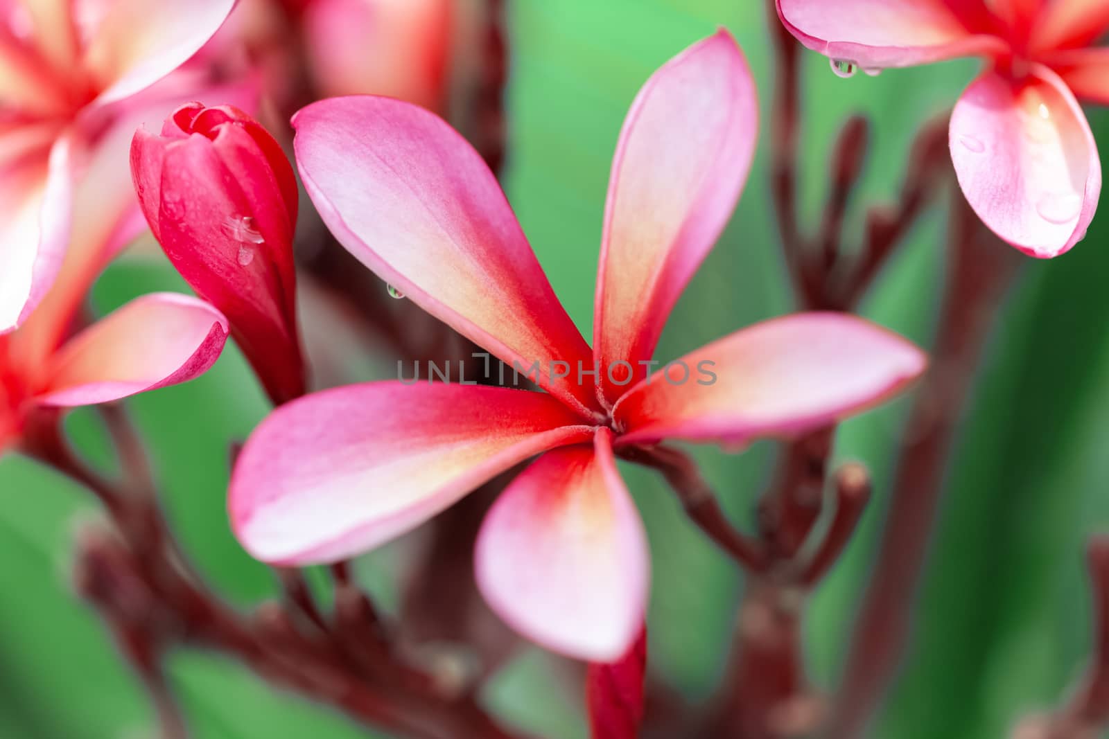 An image of a pink frangipani flower