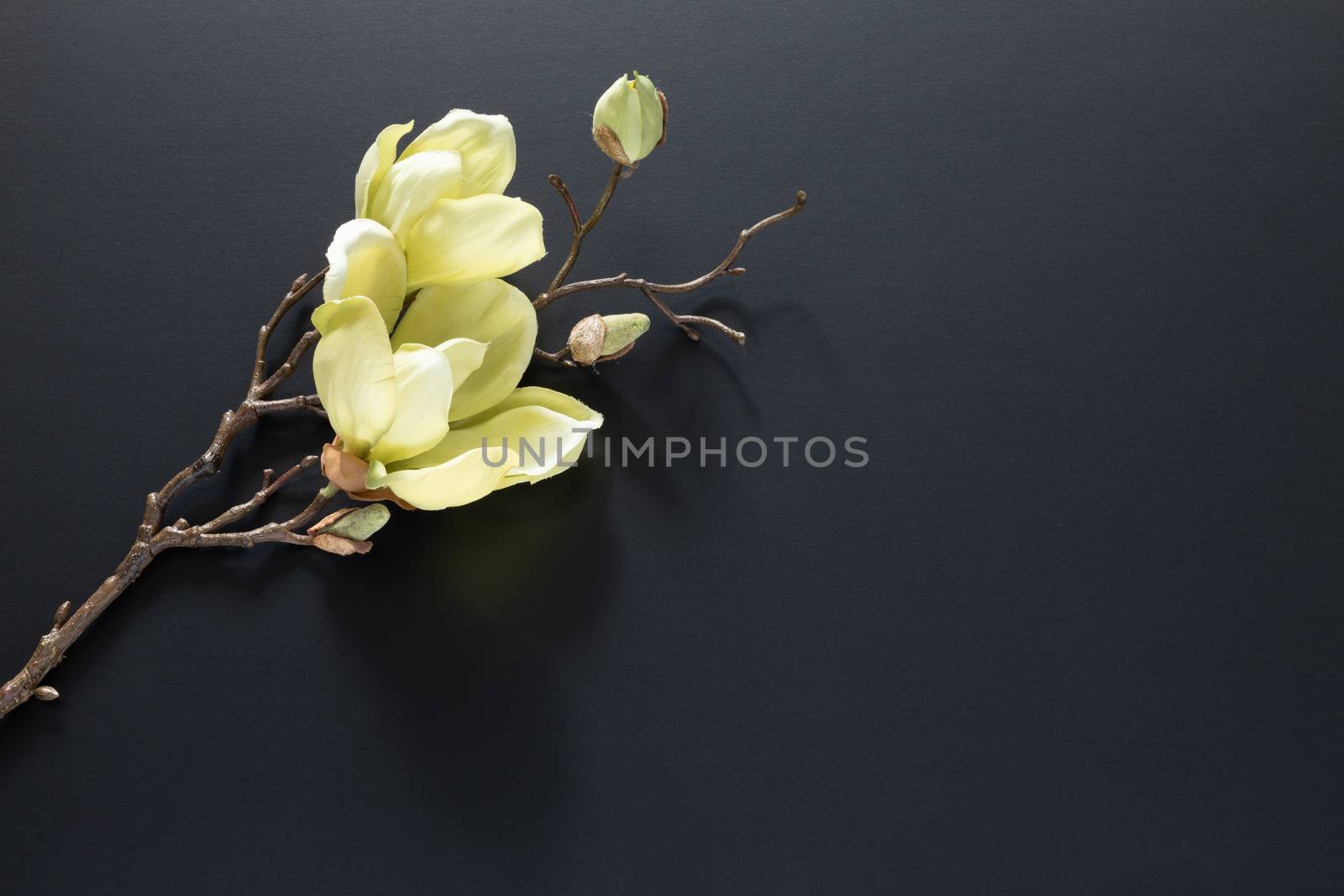 a magnolia flowers on a black background by magann