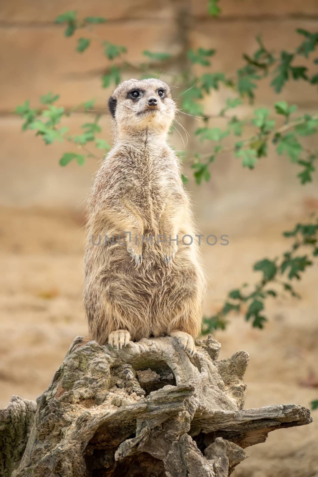 watching beautiful typical meercat by magann