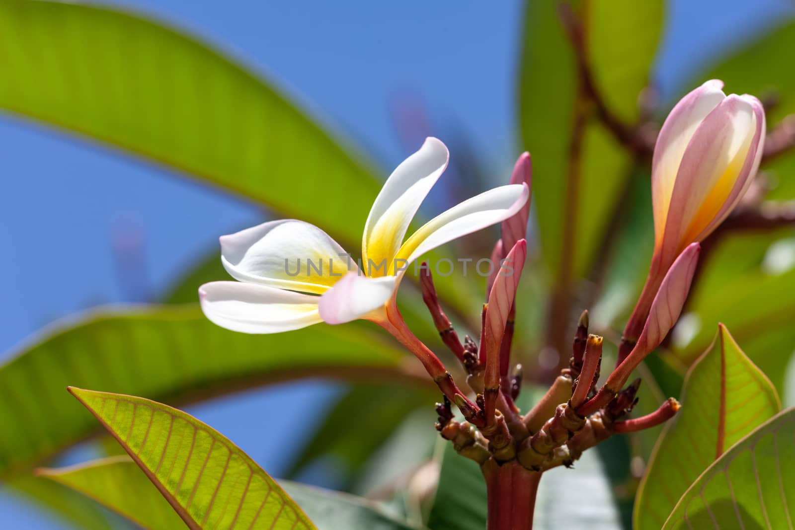 white and yellow frangipani flower by magann