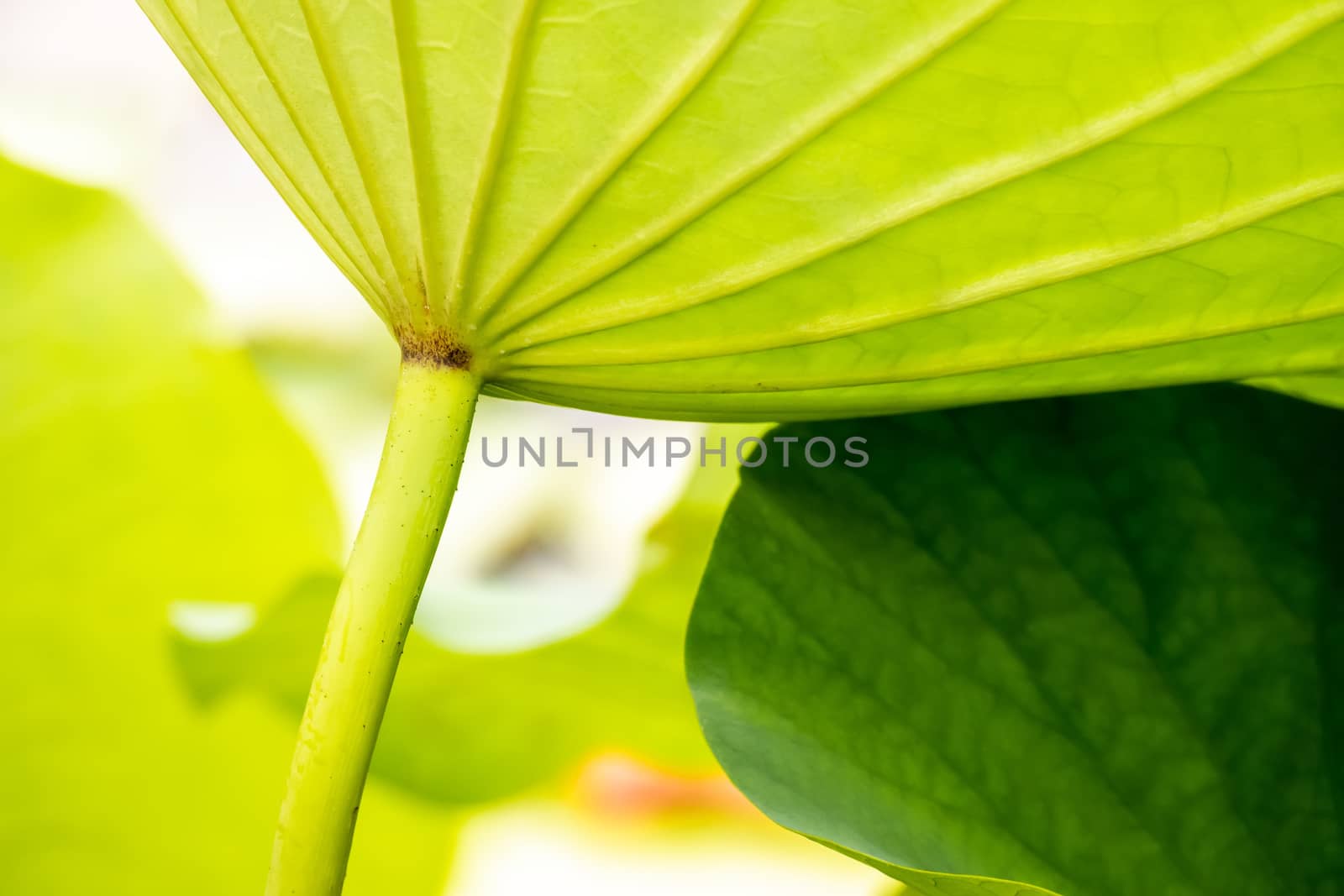 An image of a beautiful lotus flower leaf in the garden pond