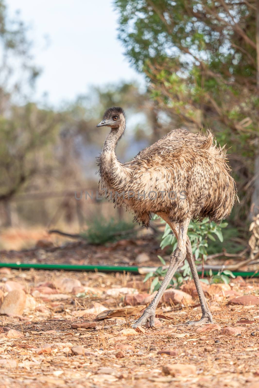 Emu Bird in Australia by magann