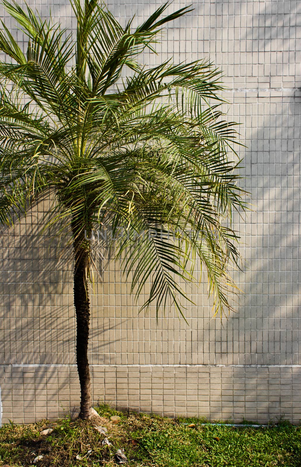 white wall empty interior with a palm