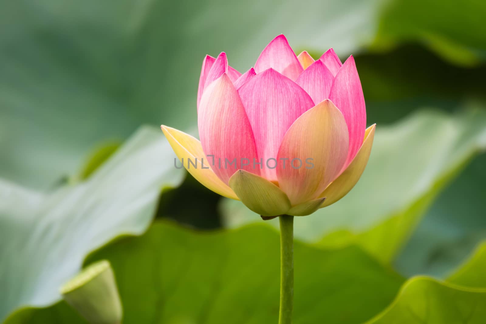 An image of a beautiful lotus flower blossom in the garden pond