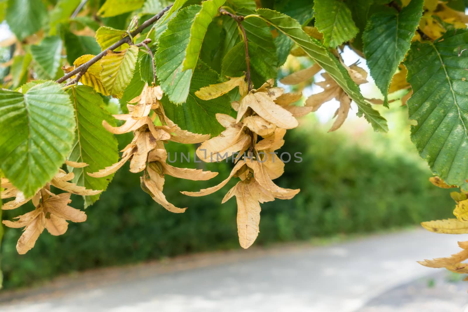 typical seeds of a hornbeam tree by magann