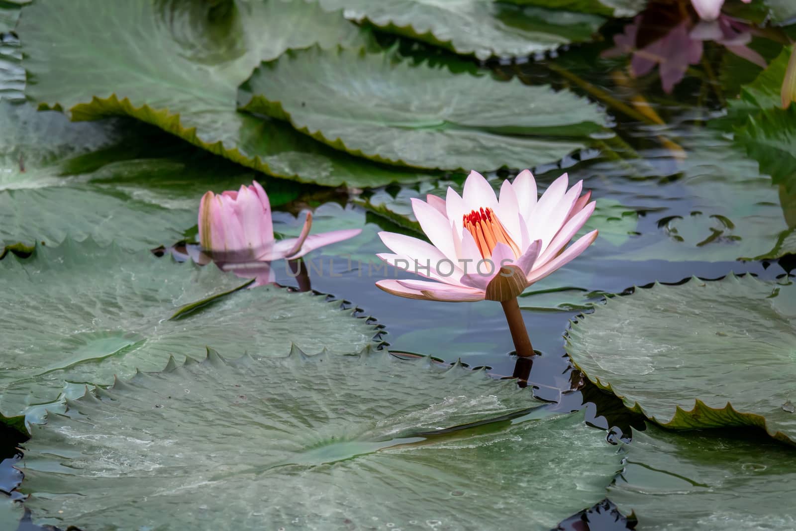 beautiful pink water lily in the garden pond by magann