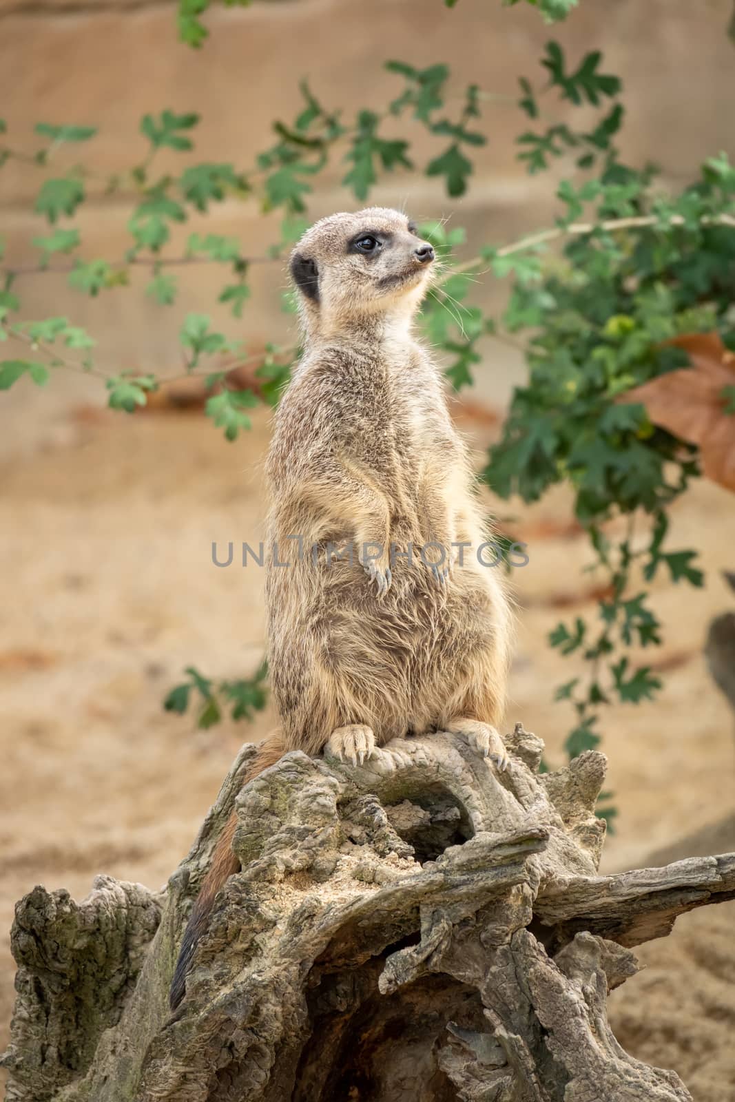 watching beautiful typical meercat by magann