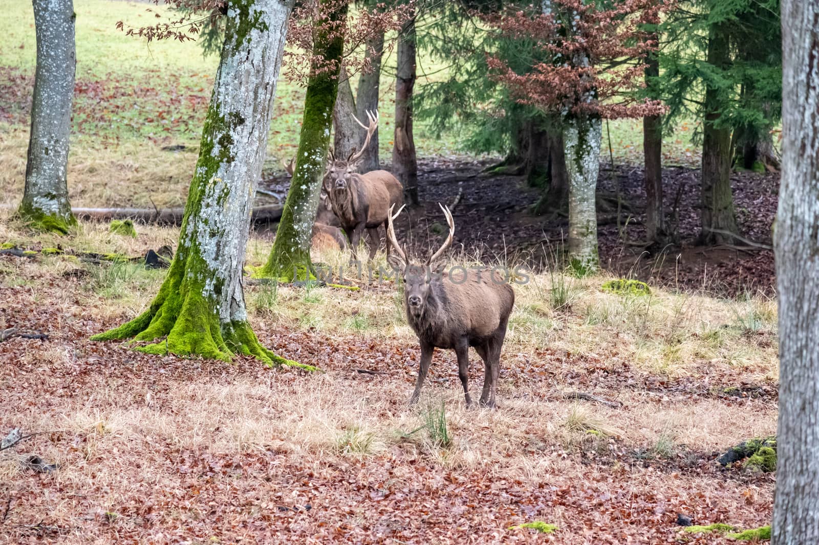 An image of a stag in the forest