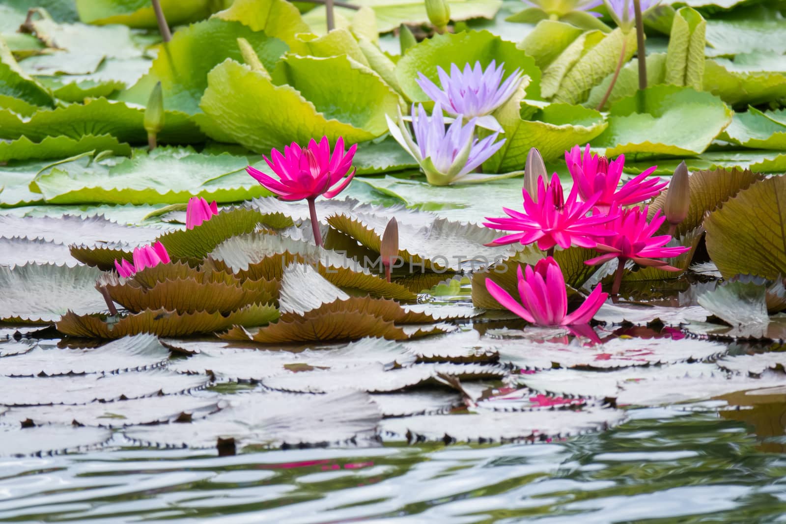 An image of a beautiful pink water lily in the garden pond