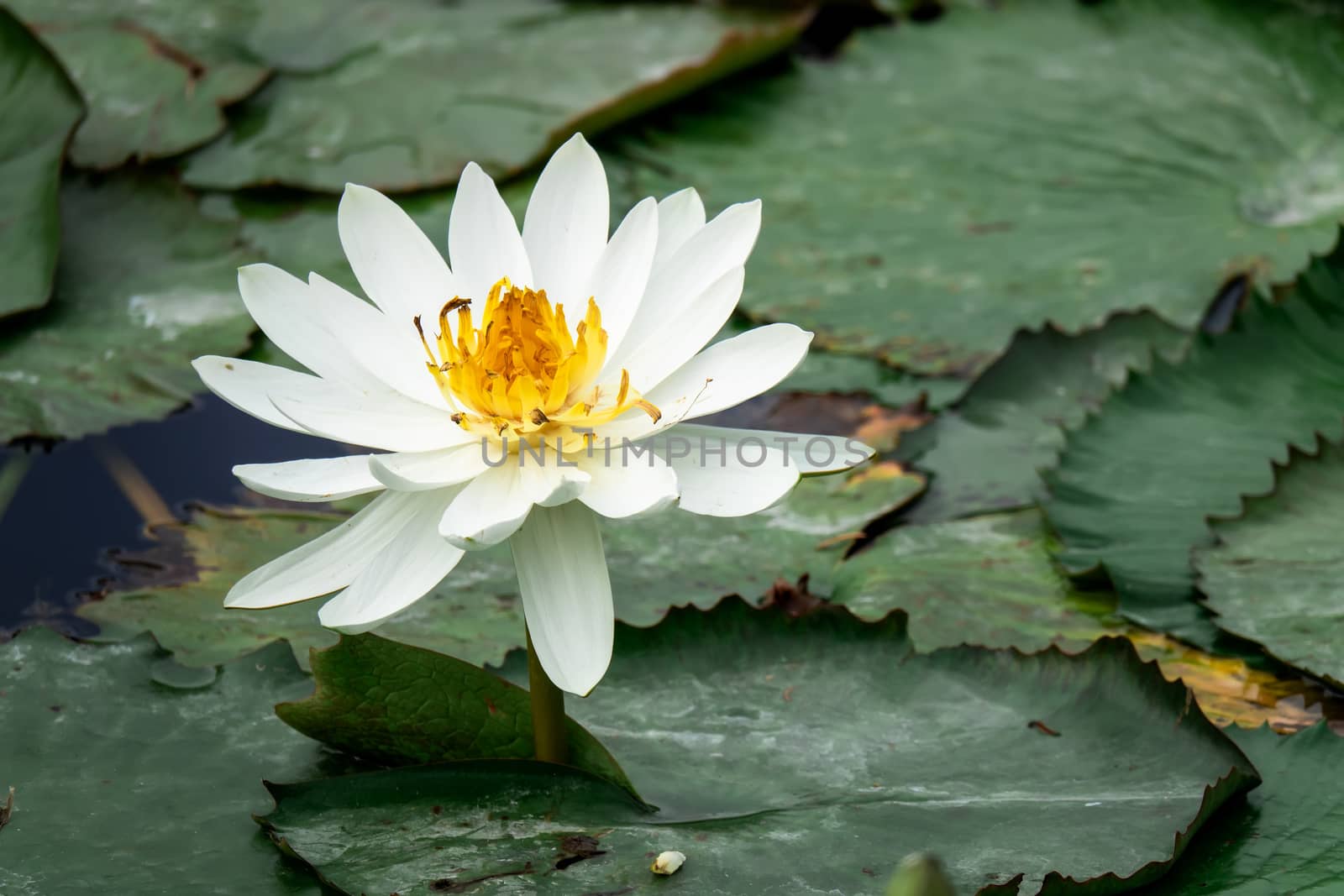 beautiful white water lily in the garden pond by magann