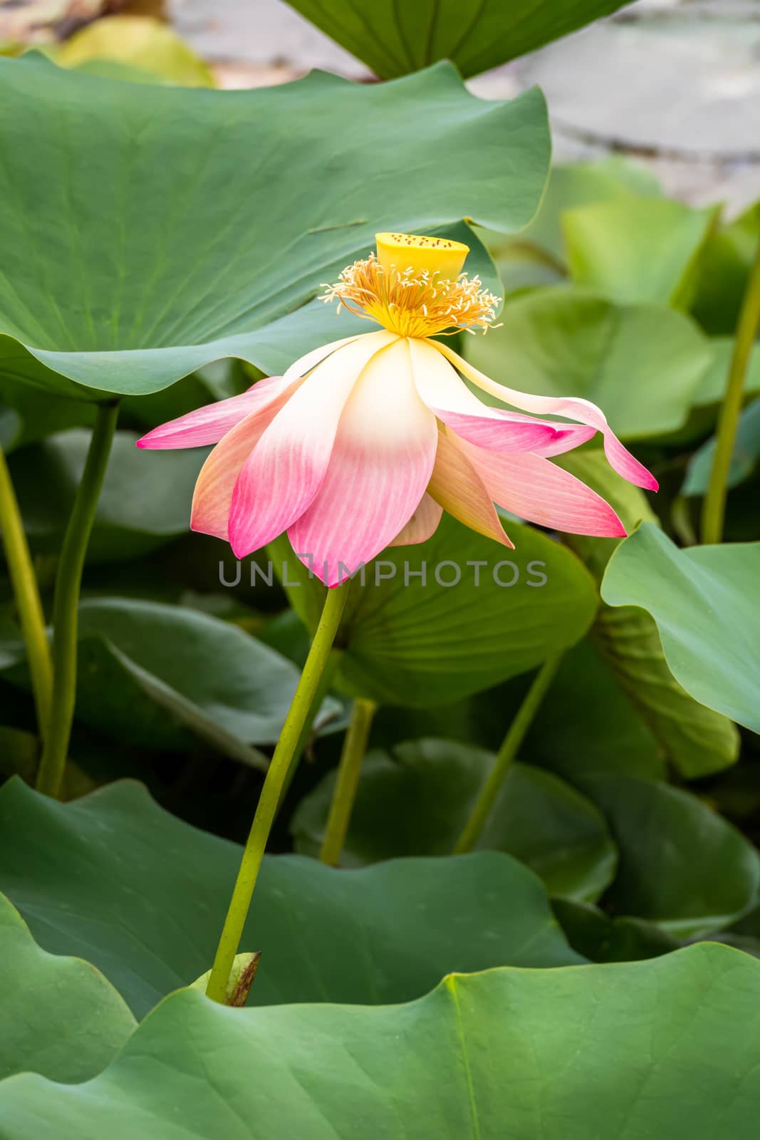 An image of a beautiful lotus flower blossom in the garden pond