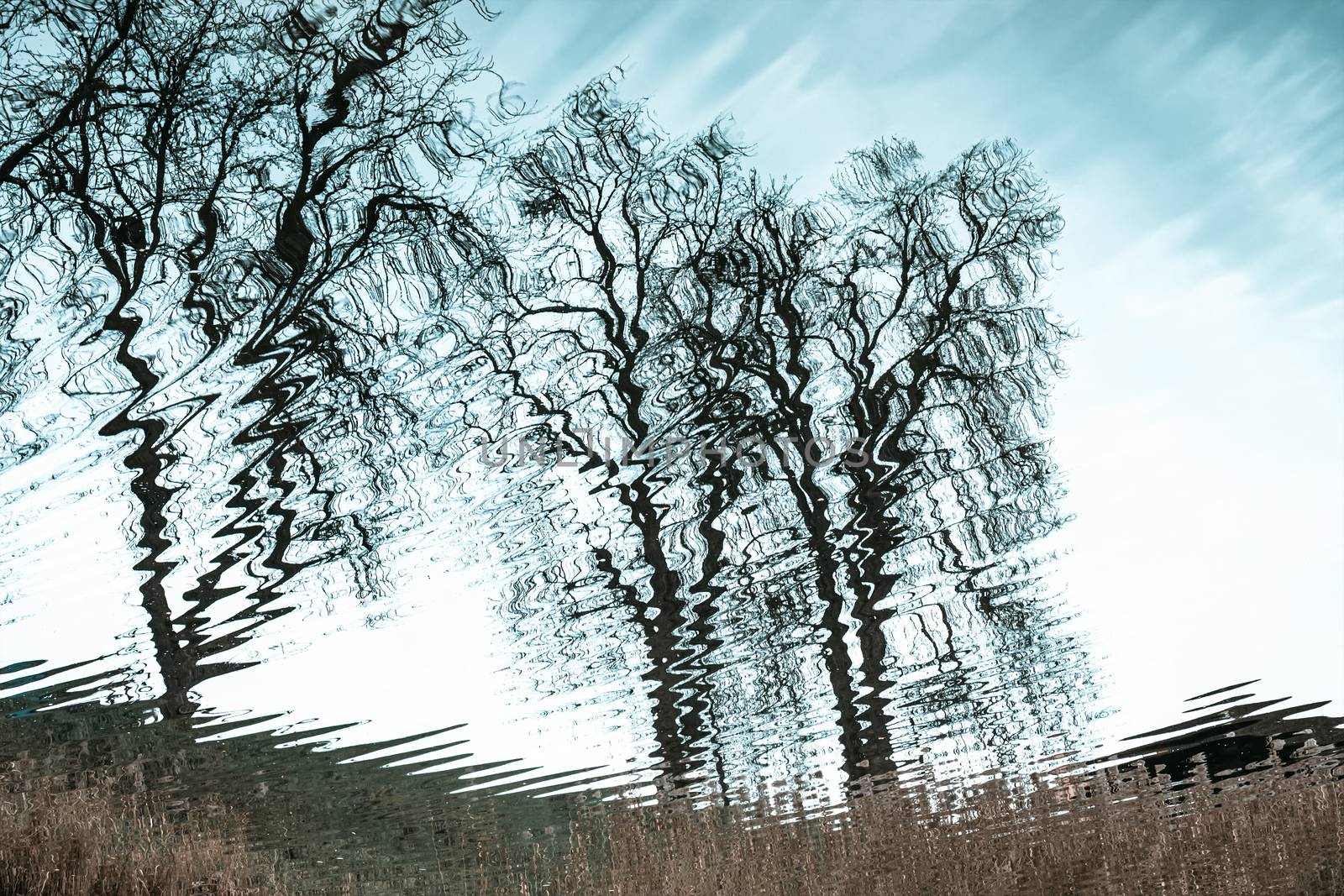 An image of a nature trees water surface reflection