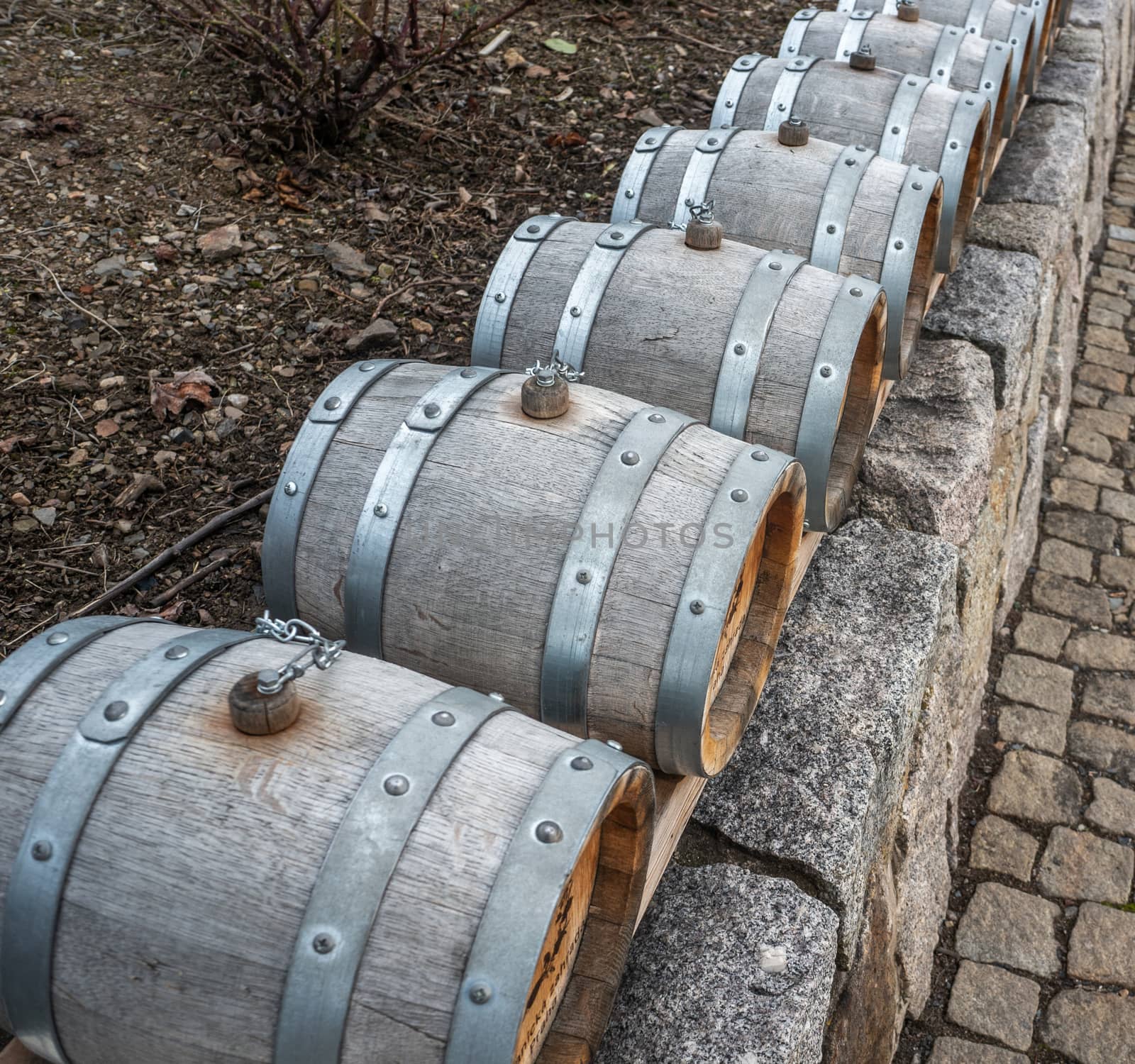 Small grey tasting vintage wine barrels in a row with corkscrews. Shot in winter in cold daylight at St. Claire's VIneyard, Botanical Gardens, Prague.