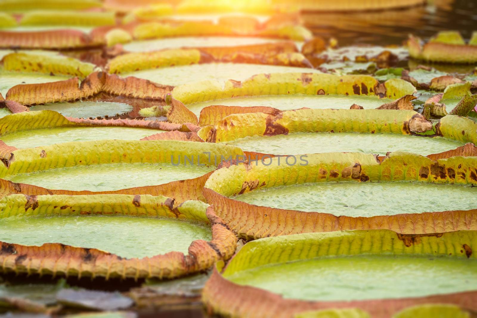 some water lilies leafs in a pond by magann