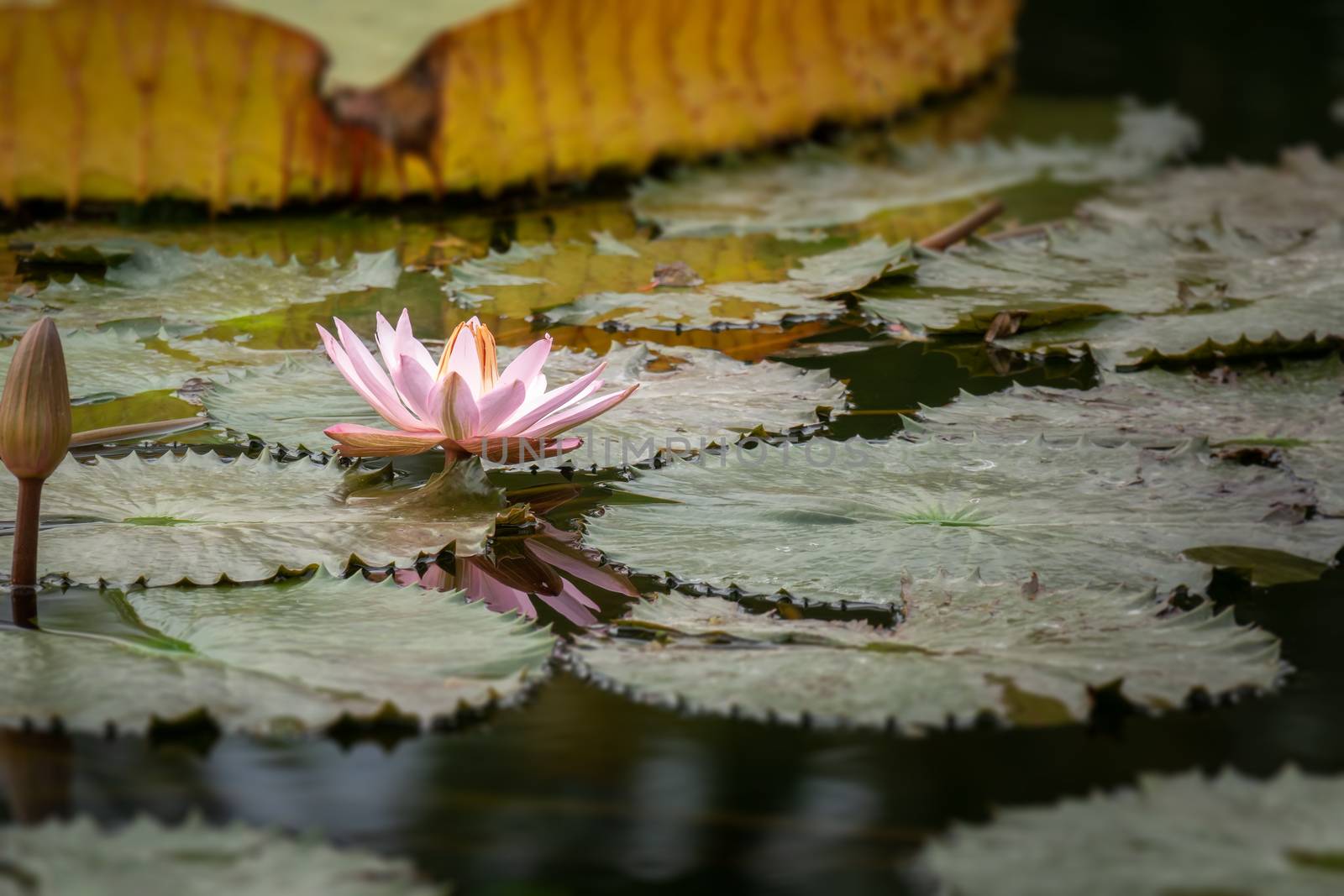 An image of a beautiful pink water lily in the garden pond
