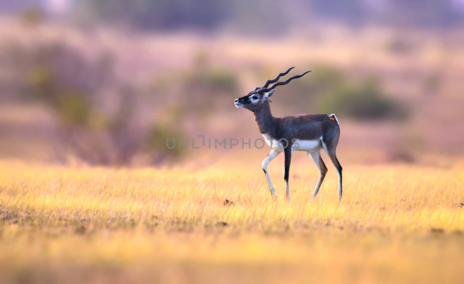 The blackbuck, also known as the Indian antelope, is an antelope found in India, Nepal, and Pakistan.