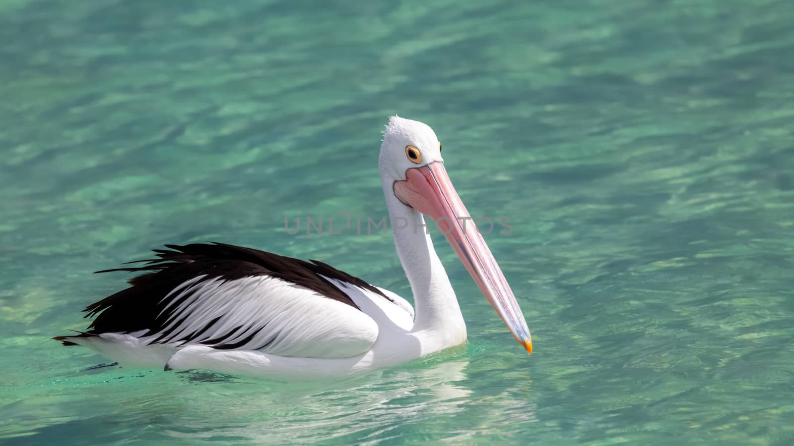 pelican Australia sea by magann