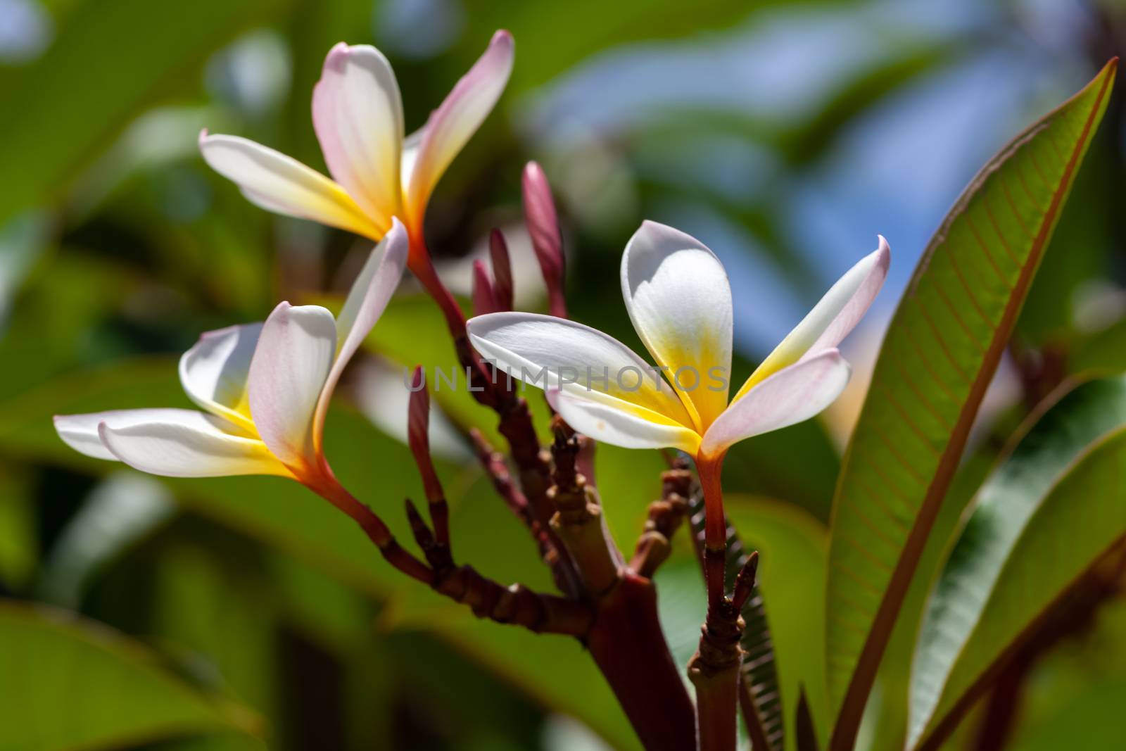 An image of a white and yellow frangipani flower