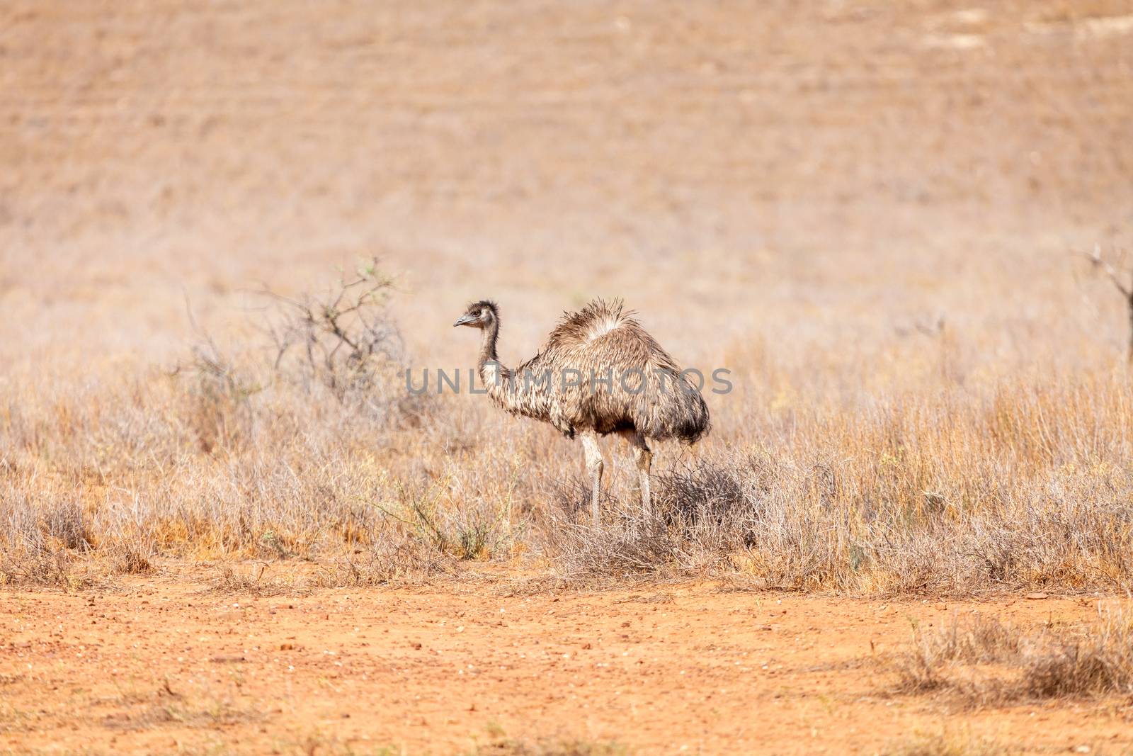 Emu Bird in Australia by magann