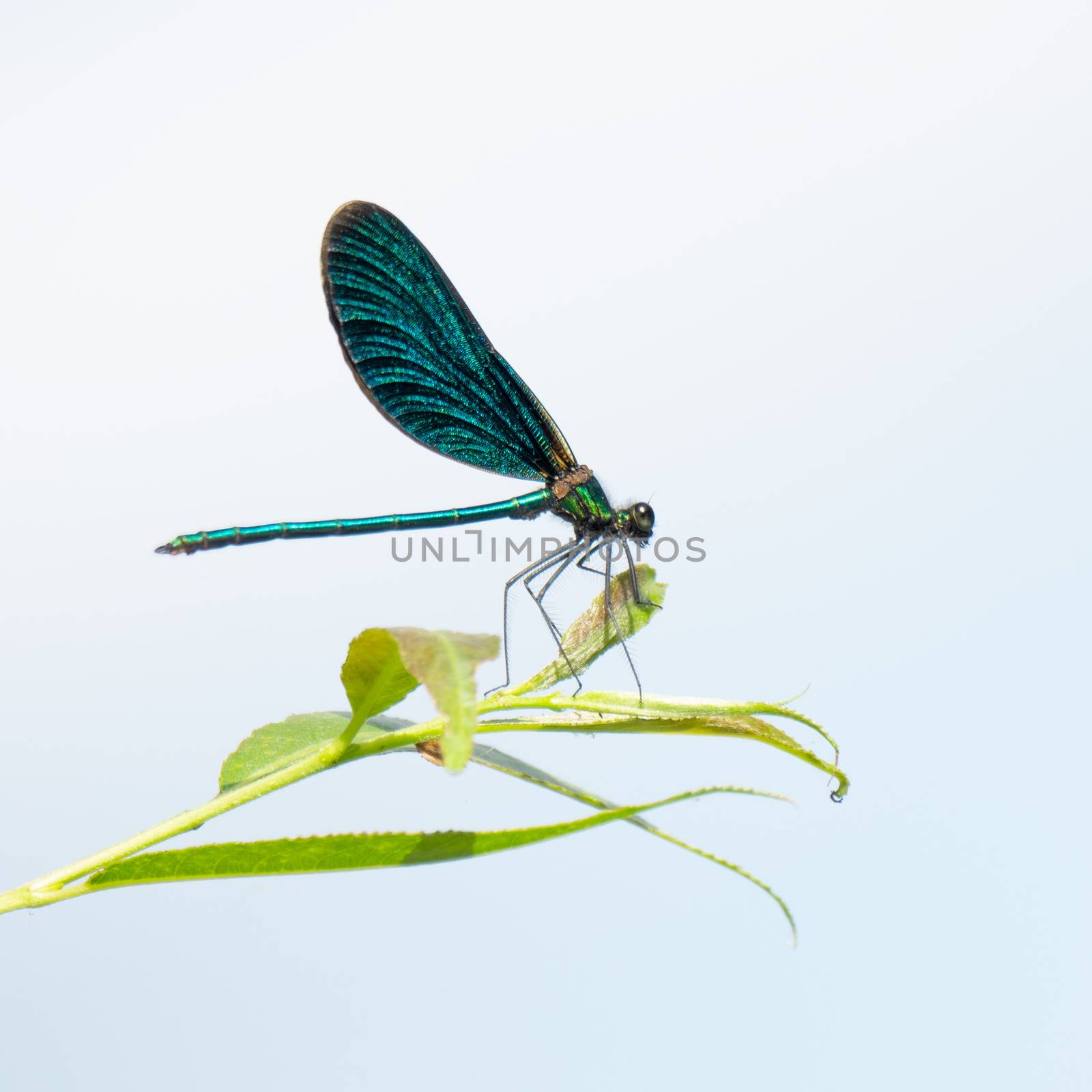 beautiful dragonfly insect with space for your content by magann